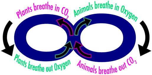 plant animal breathing cycle graphic